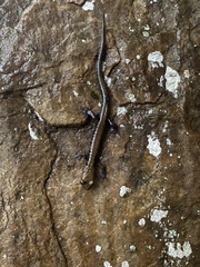 Plethodon petraeus