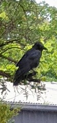 Corvus mellori