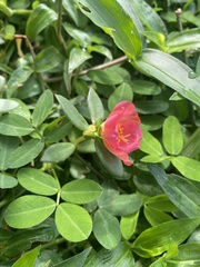 Portulaca umbraticola