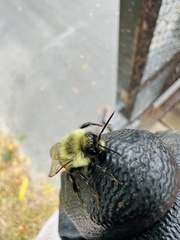 Bombus impatiens