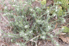 Lappula occidentalis