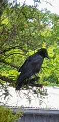 Corvus mellori