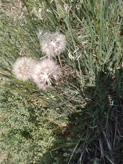 Scorzonera laciniata