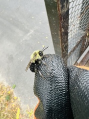 Bombus impatiens