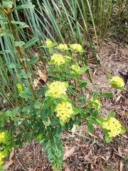 Pimelea flava