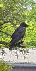 Corvus mellori