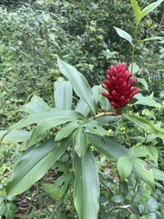Costus