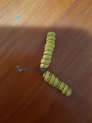 Prosopis strombulifera