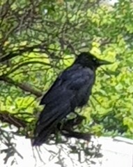 Corvus mellori