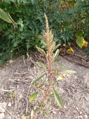 Amaranthus