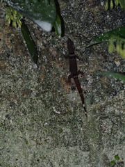 Sphaerodactylus glaucus