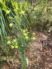 Pimelea flava