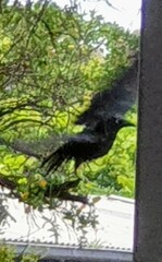 Corvus mellori