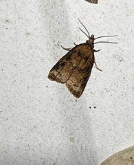 Platynota flavedana