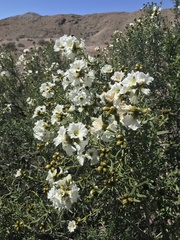 Cordia decandra