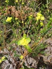 Pimelea flava