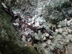 Sphaerodactylus glaucus