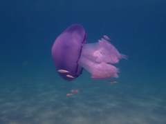Trachurus