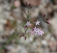 Carphochaete wislizeni