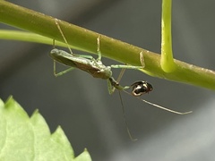 Zelus renardii