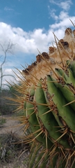 Echinocactus platyacanthus