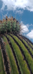 Echinocactus platyacanthus