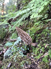 Morchella rufobrunnea