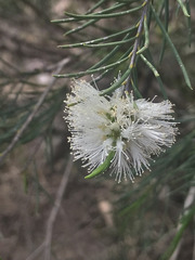 Melaleuca