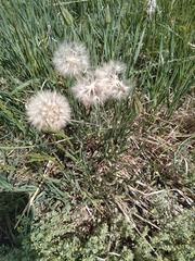 Scorzonera laciniata