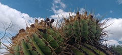 Echinocactus platyacanthus