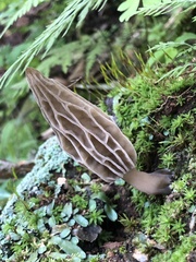 Morchella rufobrunnea