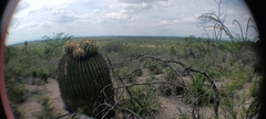 Echinocactus platyacanthus