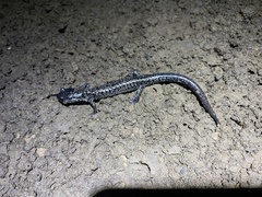 Plethodon glutinosus