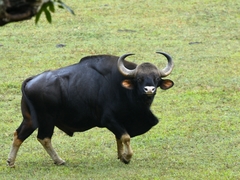 Bos gaurus