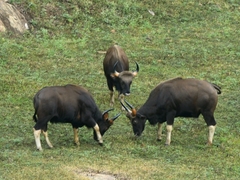 Bos gaurus