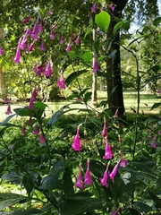 Strobilanthes hamiltoniana