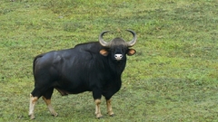 Bos gaurus