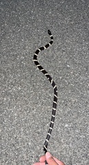 Lampropeltis californiae