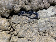 Plethodon glutinosus