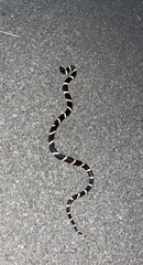Lampropeltis californiae