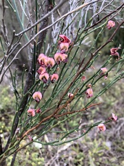 Daviesia brevifolia