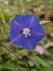 Jacquemontia pentanthos