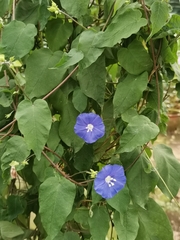 Jacquemontia pentanthos