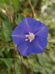 Jacquemontia pentanthos