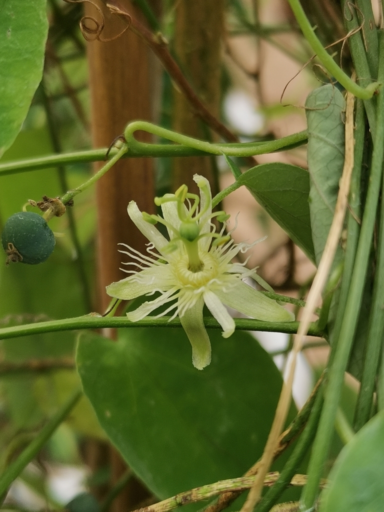 Passiflora menghaiensis