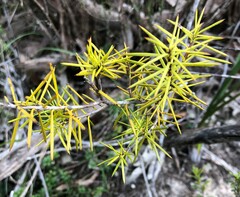 Persoonia juniperina