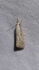 Diatraea lisetta