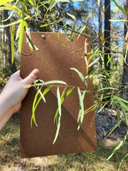 Eucalyptus crebra