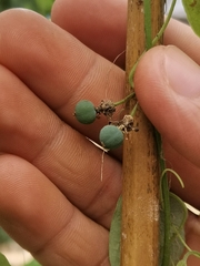 Passiflora menghaiensis