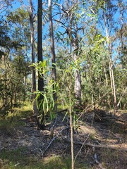 Eucalyptus crebra